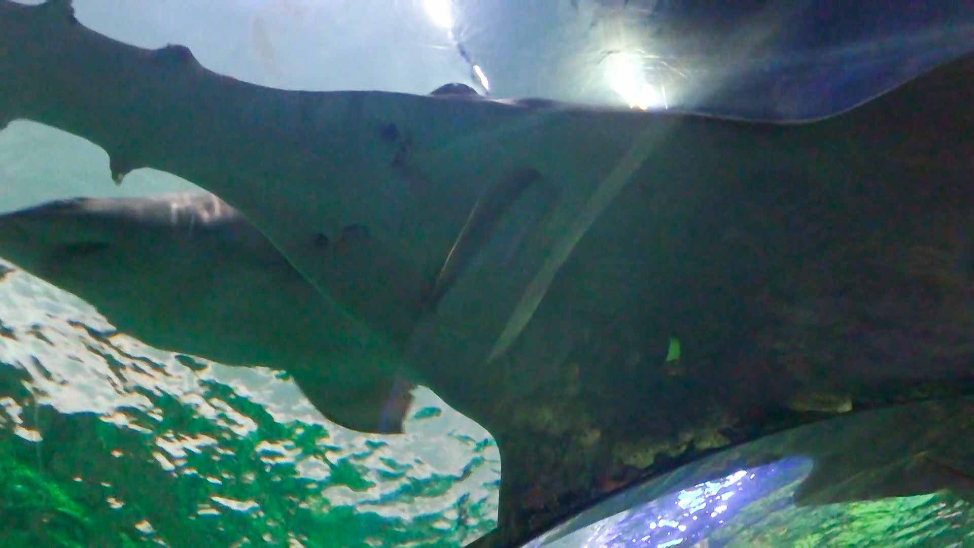 Shark