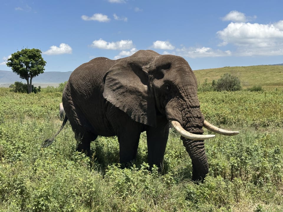 African elephant with long tusks in a green savanna under a blue sky in Tanzania