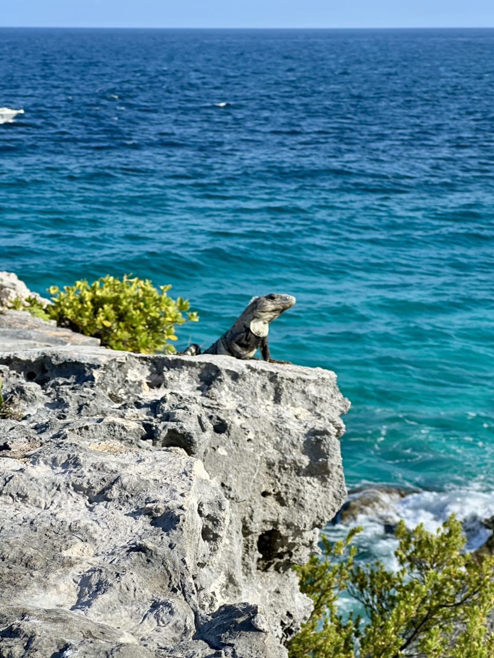 Iguana at Punta Sur, Isla Mujeres