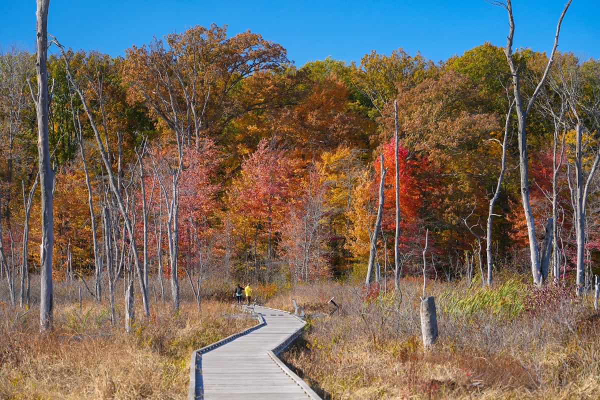 A wooded boardwalk trail in Northwest Indiana near Dyer