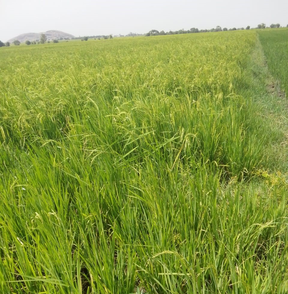 Rice field