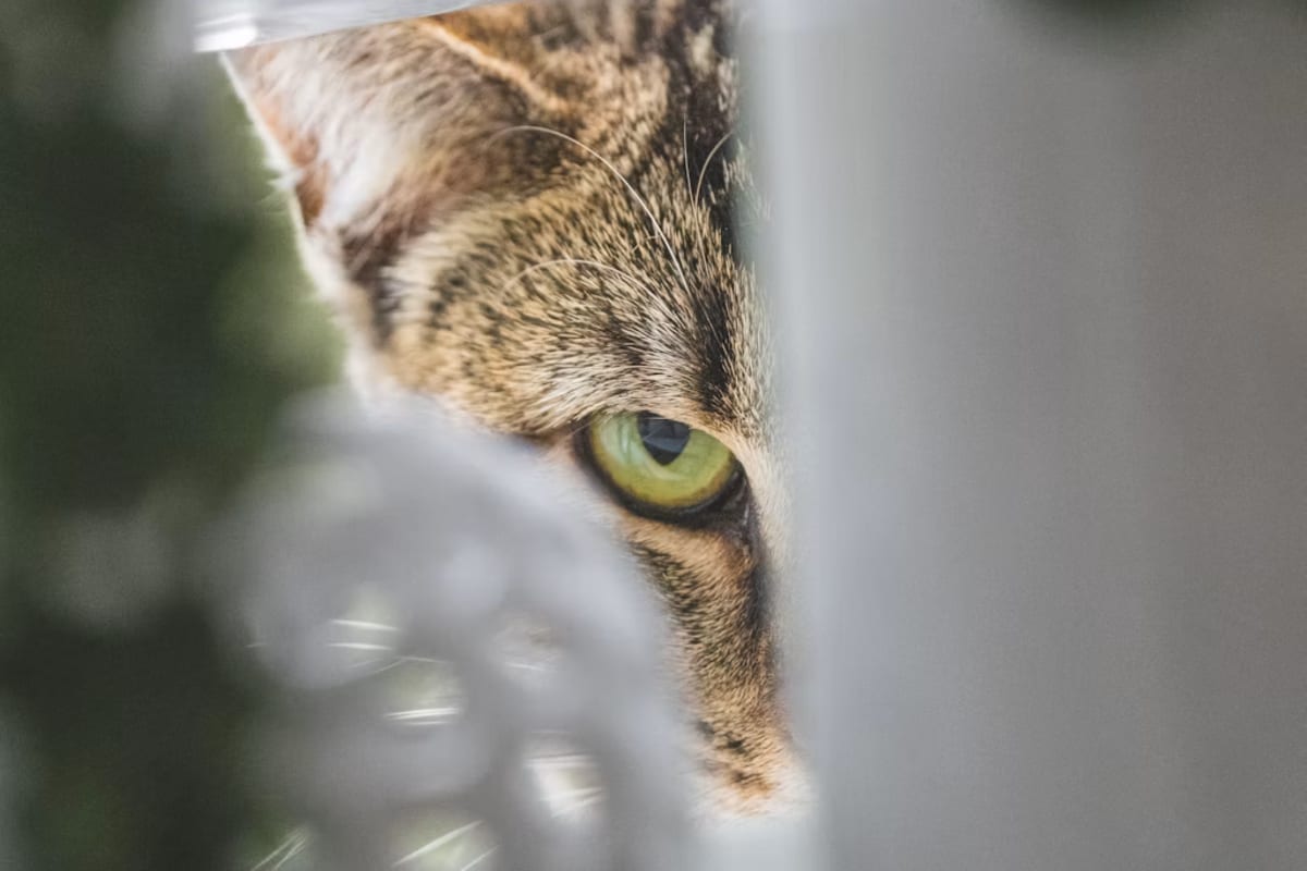 The CIA's $20 Million Cat That Refused to Spy