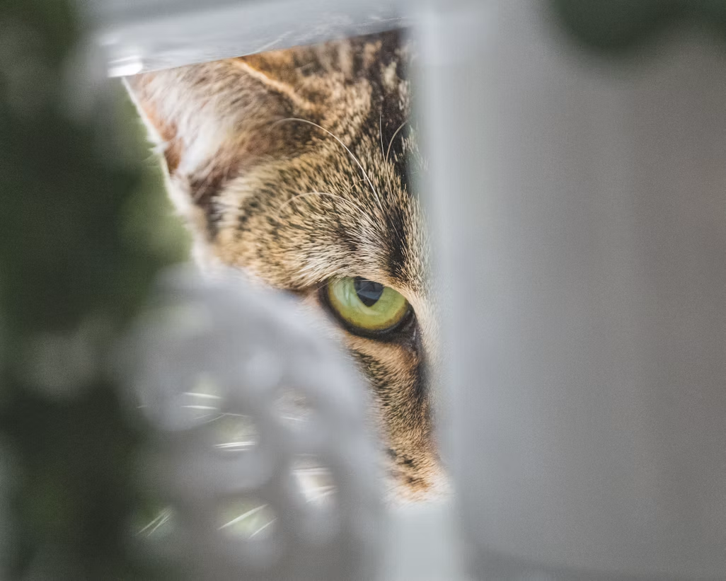 The CIA's $20 Million Cat That Refused to Spy