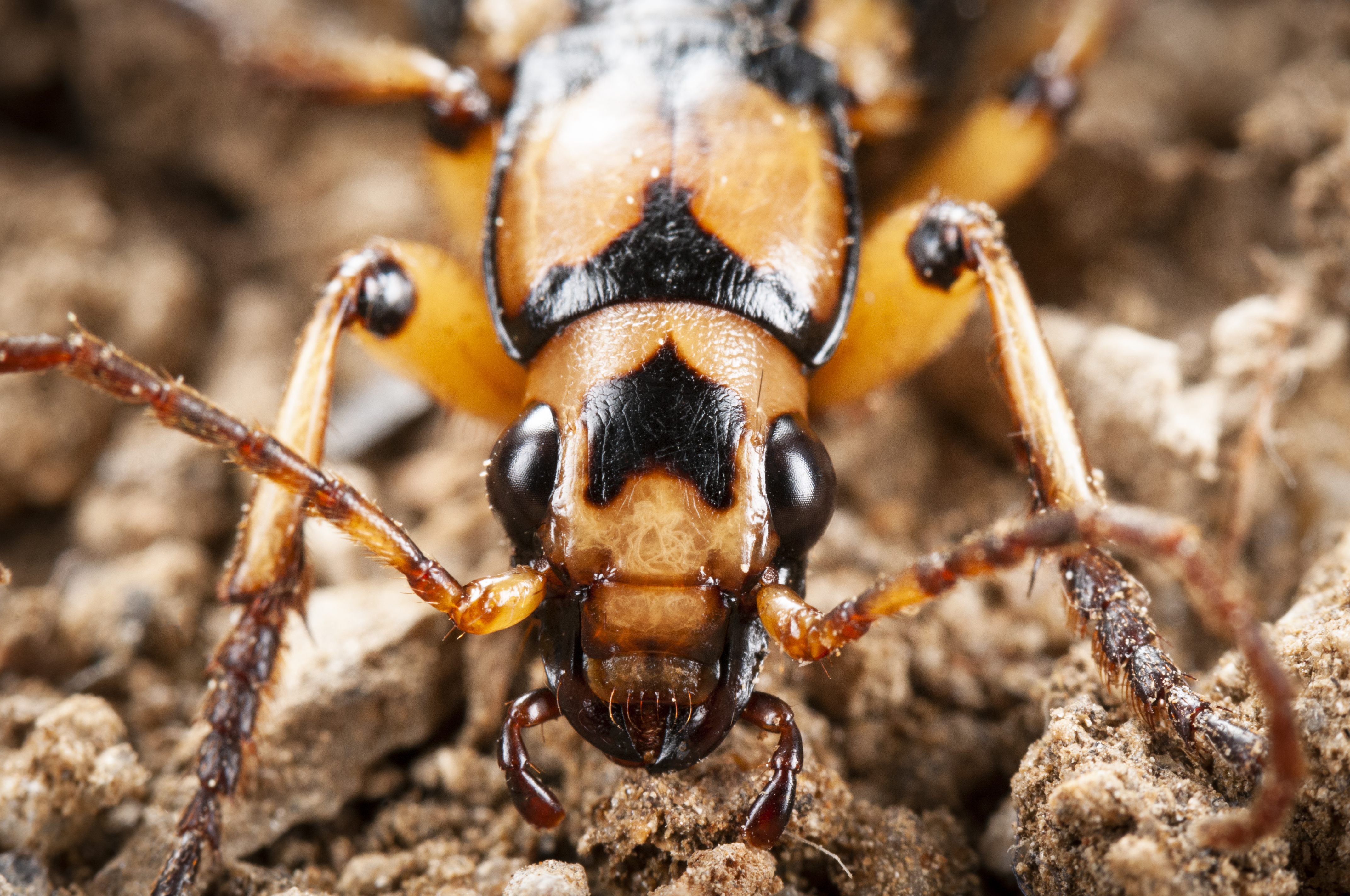 The Beetle With a Built-In Chemical Cannon