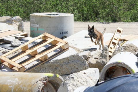 Delta, a canine trainee with the National Disaster Search Dog Foundation, jumping over a pile of rubble.