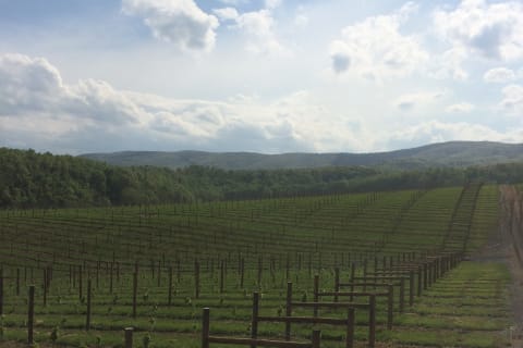 A view of freshly installed posts in Virginia after Wilson Fence finished a job.