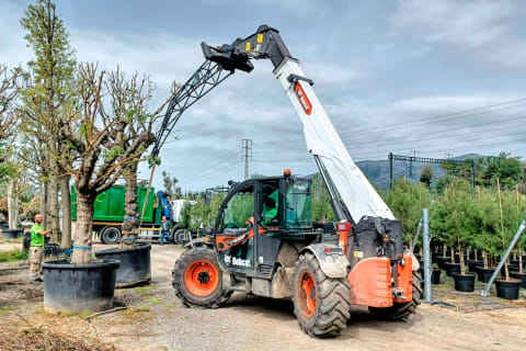 Caricatore telescopico Bobcat TL43.80HF AGRI, versatilità tra gli ulivi