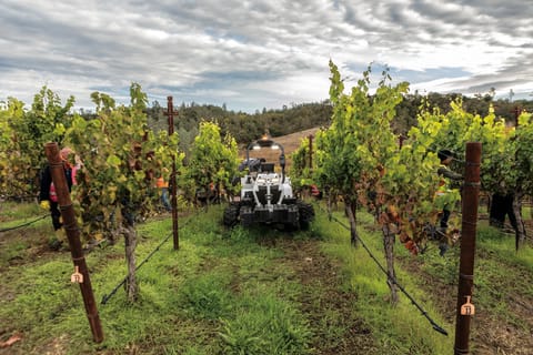 Bobcat AT450X Drives Between Rows in a Vineyard 