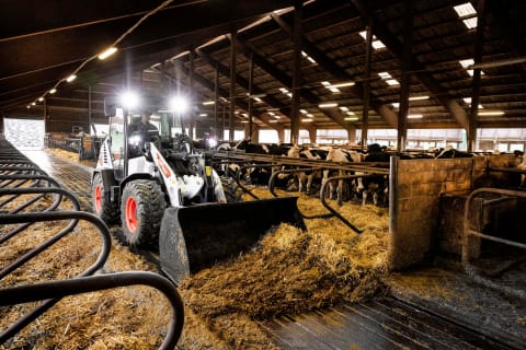 An action shot of a male operator using an L95 to push manure out of the aisle inside a cow barn.