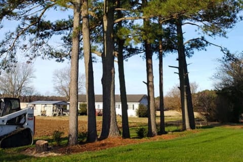 A Bobcat Compact Track Loader With Grapple Works Near a Lineup of Tall Trees 