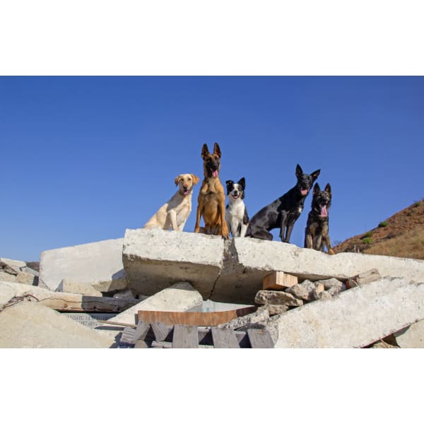 National Search Dog Foundation Bobcat Company