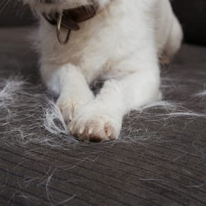 best washing machine for pet hair