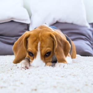 How To Make Your House Not Smell Like Dog