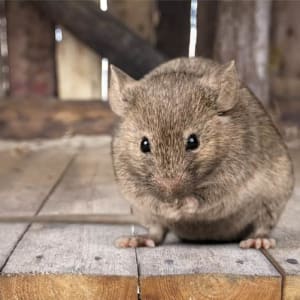 Best Way To Get Rid Of Mice In The Attic