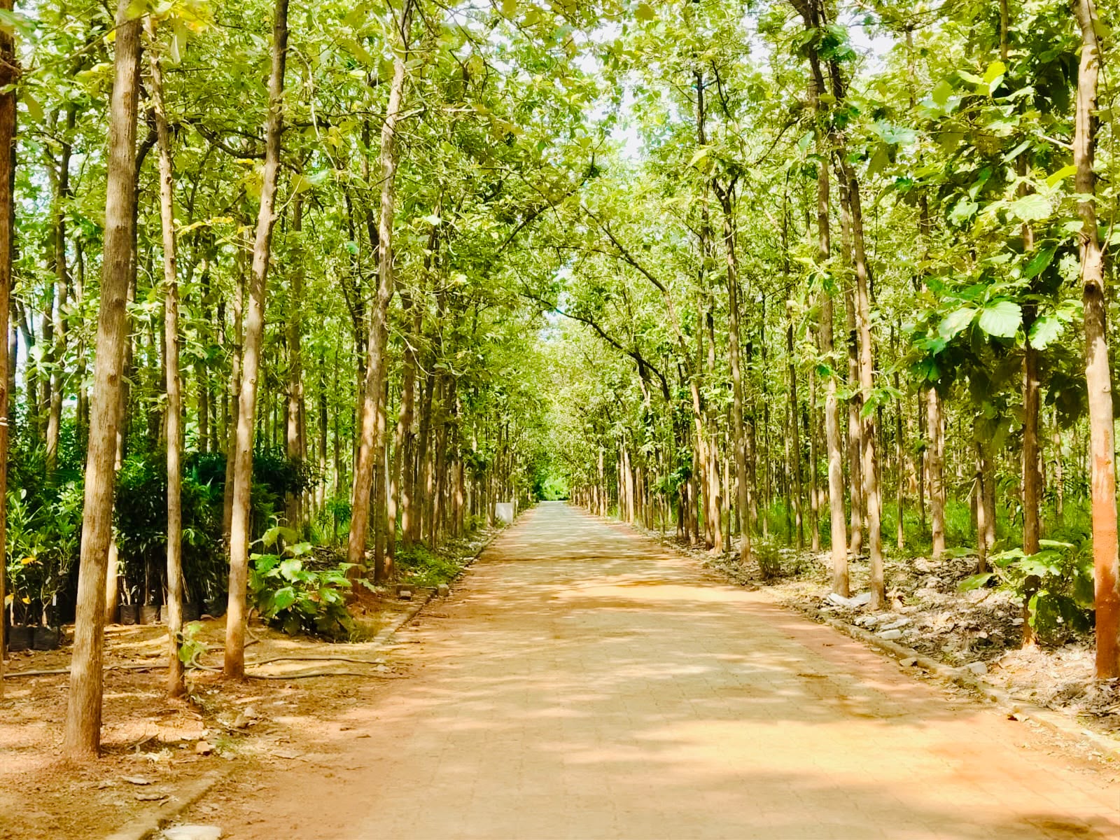 Teak Wood — Near Chittamur Junction, Maduranthakam