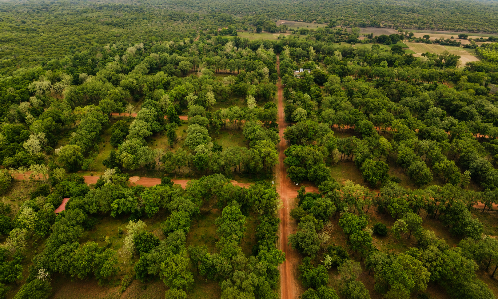 Mango County, Near Gudiyam Cave, Thiruvallur