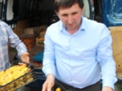 В Гумбетовском районе начался сезон сбора абрикосов