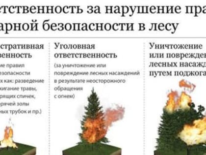 Ответственность на нарушение законодательства о пожарной безопасности в лесах