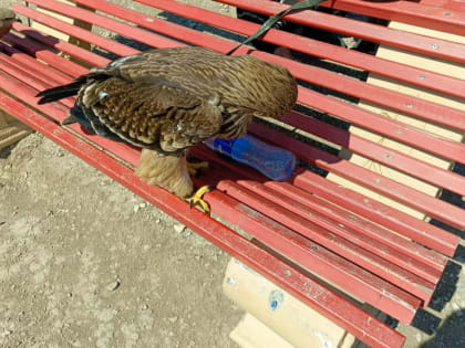 В Дагестане у местных жителей изъяли пять краснокнижных птиц