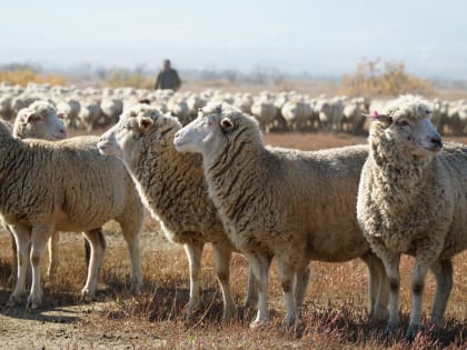 Животноводы Дагестана продолжают перегон скота на зимние пастбища