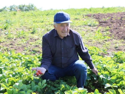 Давурбег Мусаев выращивает вкусную и полезную малину на 70 сотках