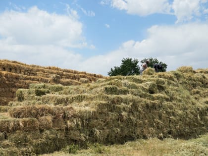 В Дагестане заготовлено более 1,2 млн тонн грубых кормов для скота