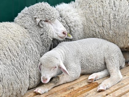 Экспорт поголовья овец удвоили в РД