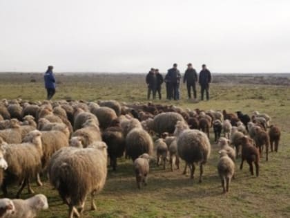 Руководство Минсельхозпрода РД проверило состояние пастбищ в Северном Дагестане