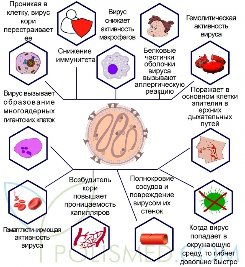 Патогенез кори фото