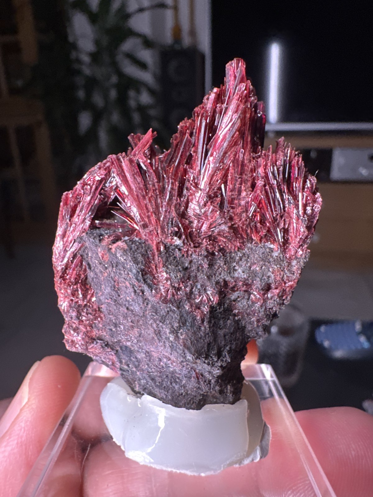 Eritrina Acicular de Distrito de Bou Azzer, Tazenakht, Drâa-Tafilalet, Marruecos