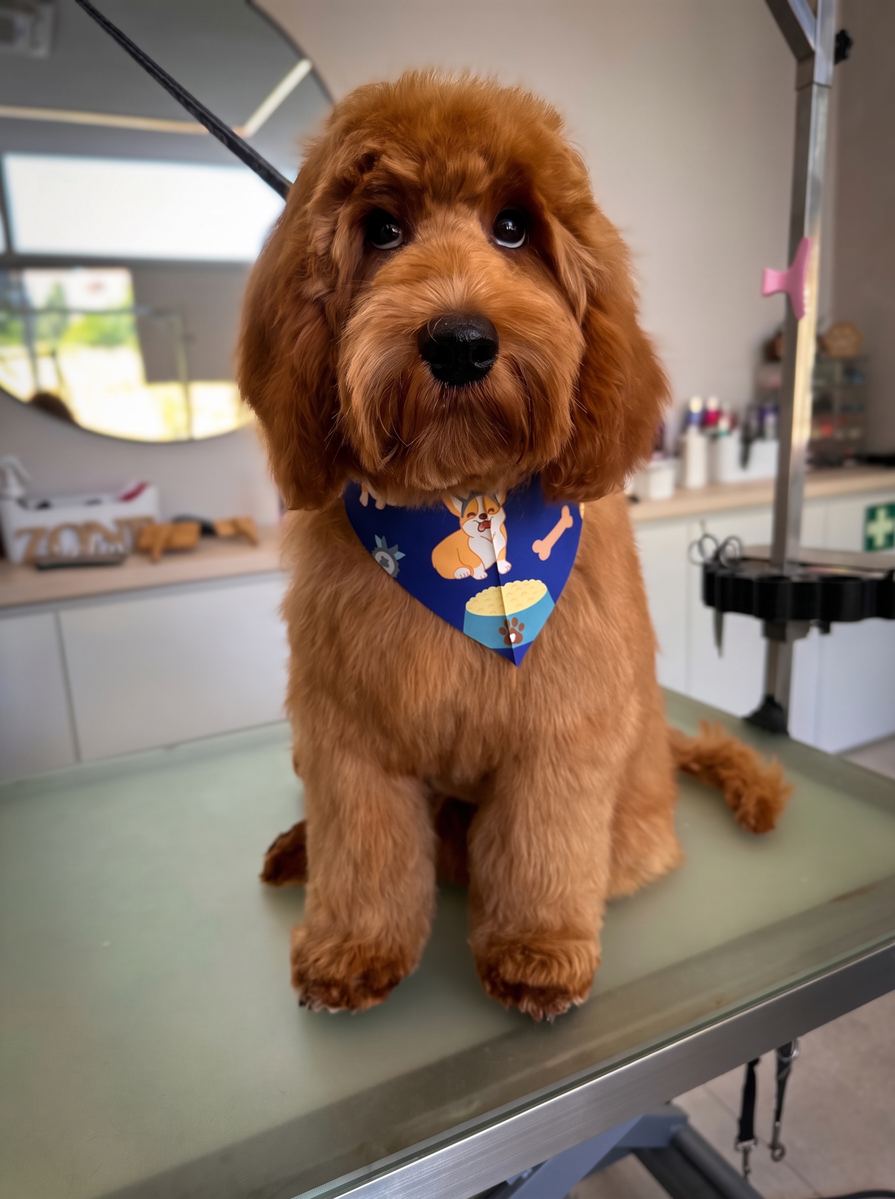 Grooming canino profissional em São Mamede de Infesta, Porto