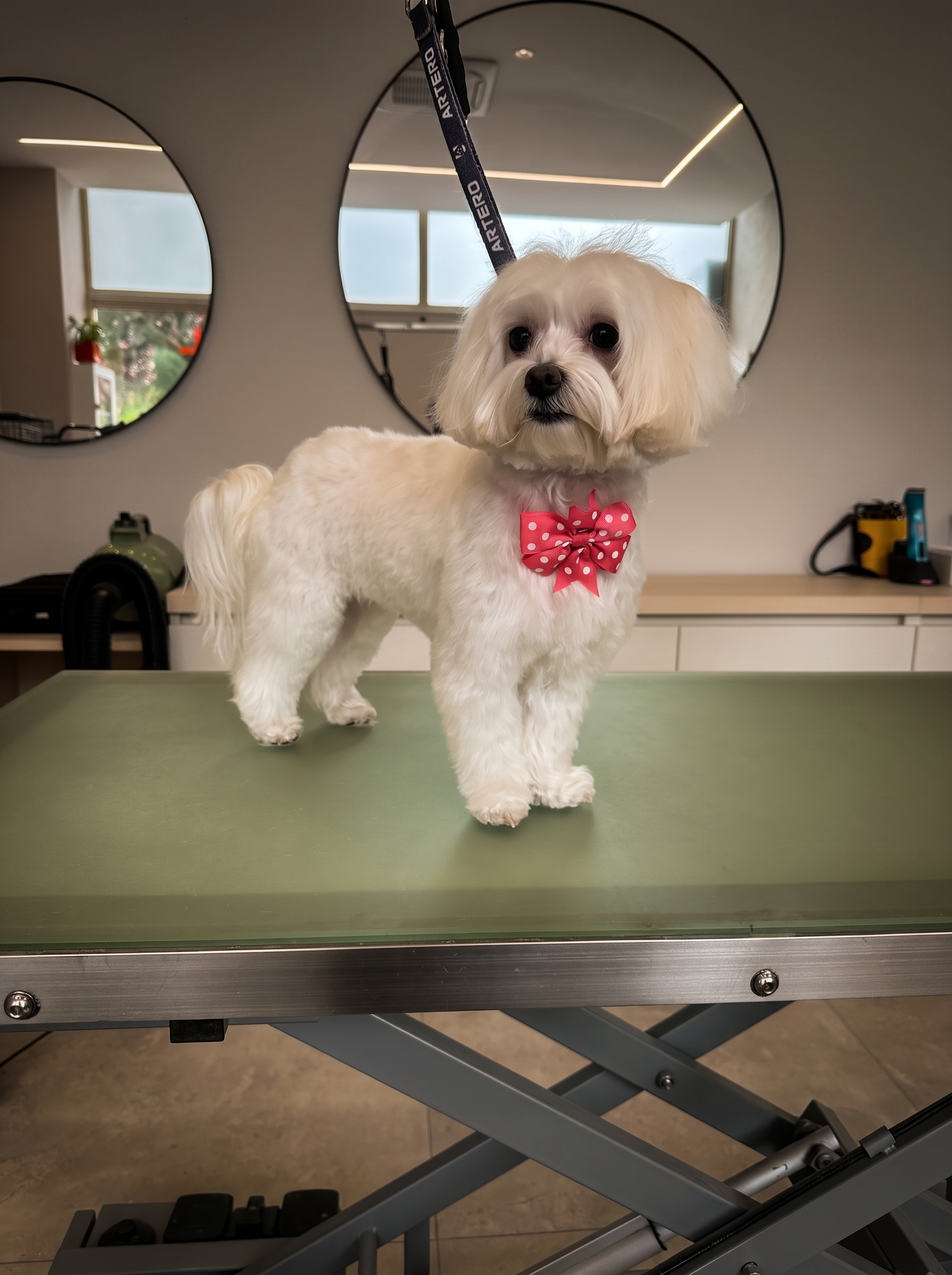 Banho e tosquia para cão pela groomer certificada Mariana Sequeira em Porto