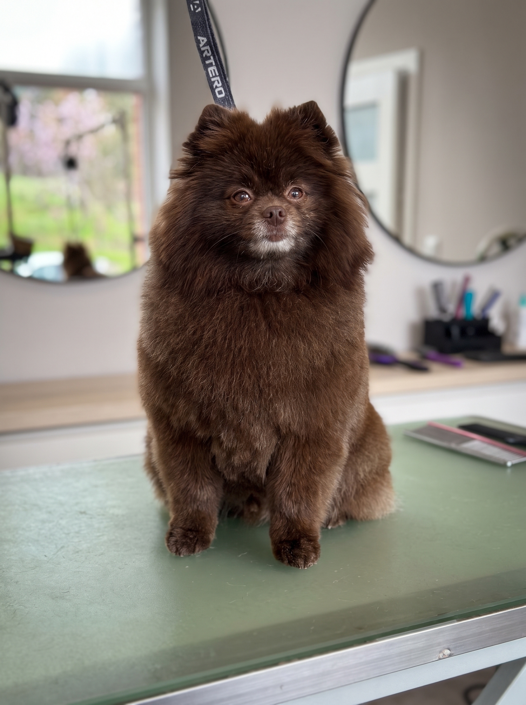 Resultado de banho e tosquia profissional pelo Top Grooming Mariana Sequeira