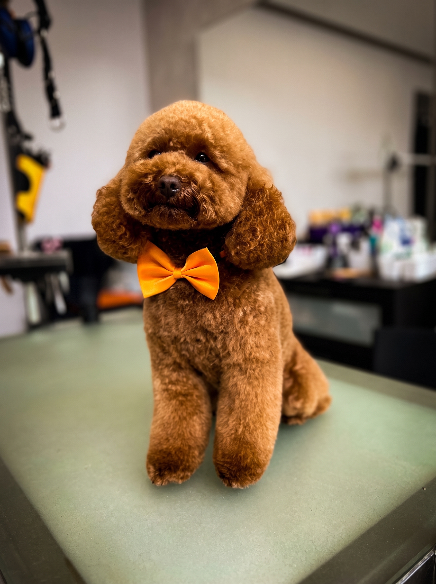 Resultado de grooming canino em São Mamede de Infesta, Porto