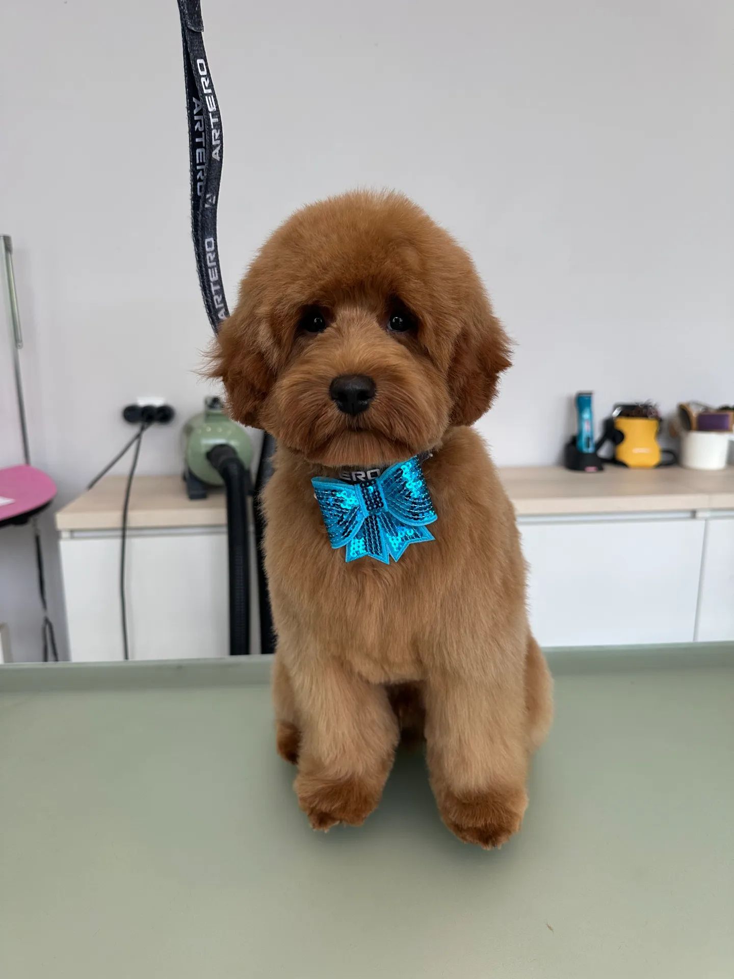 Tratamento de pelagem e finishing de grooming em São Mamede de Infesta