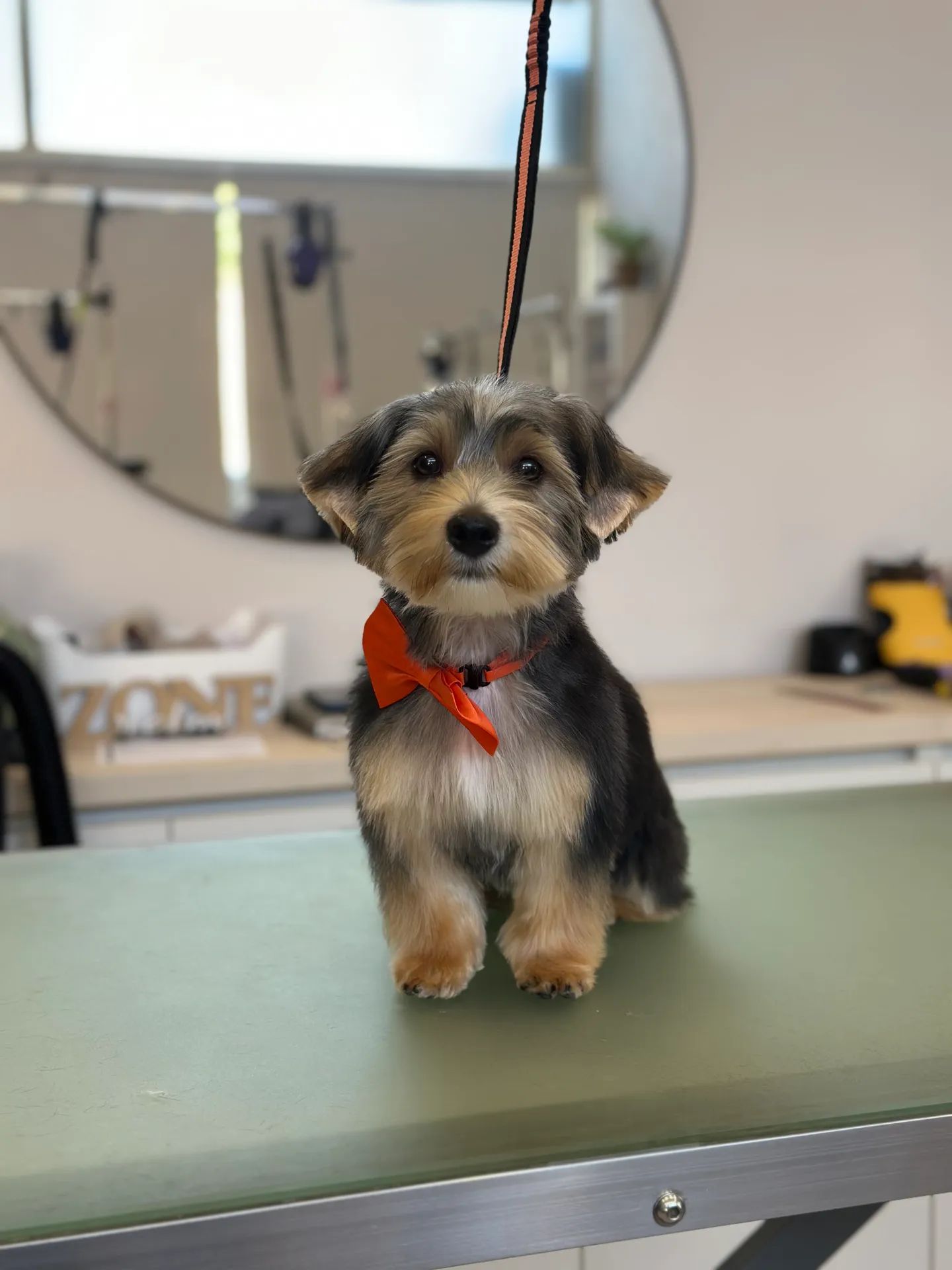 Resultado final de grooming canino em São Mamede de Infesta, Porto