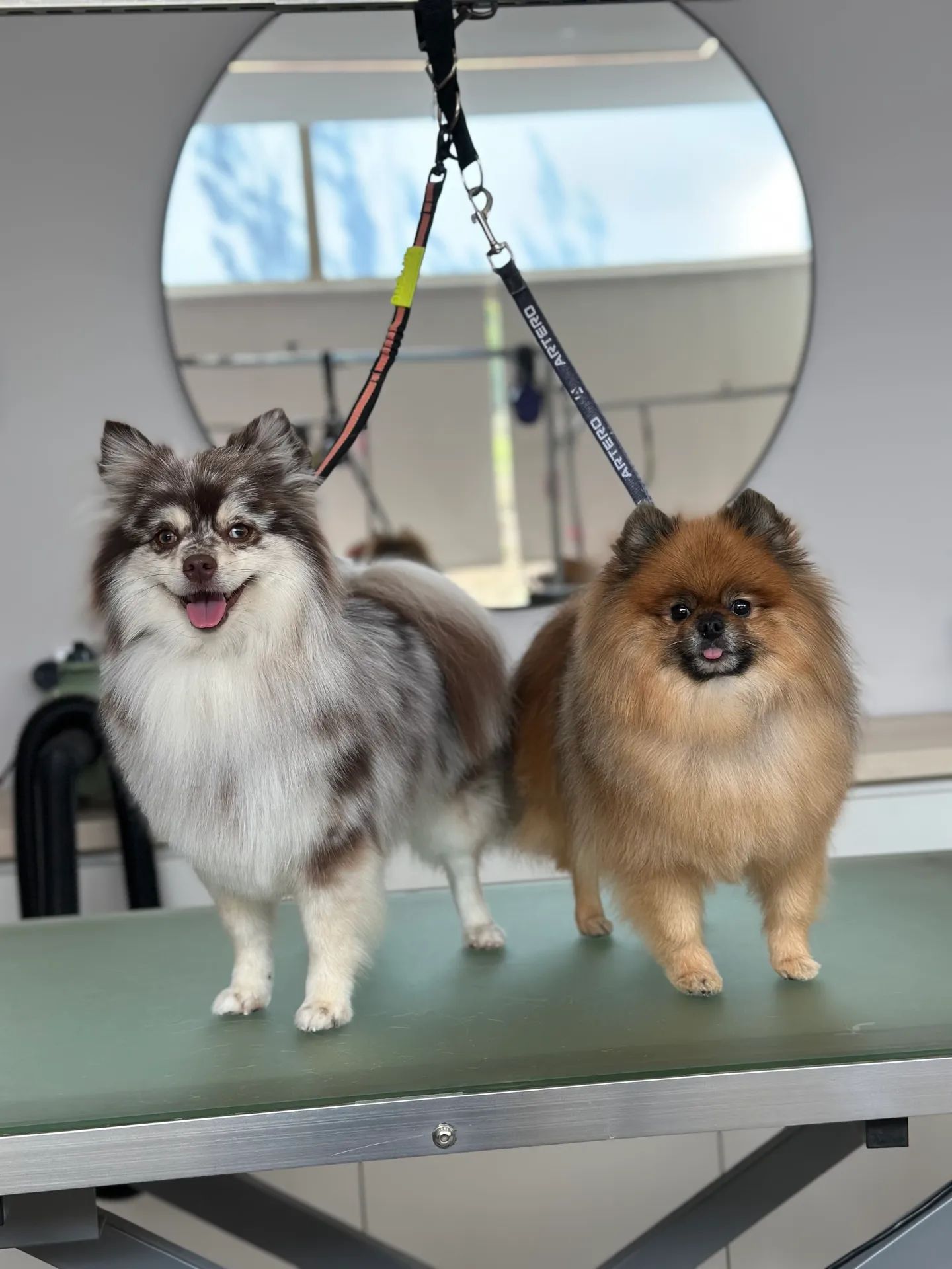 Banho e tosquia profissional para cão no salão da Mariana Sequeira