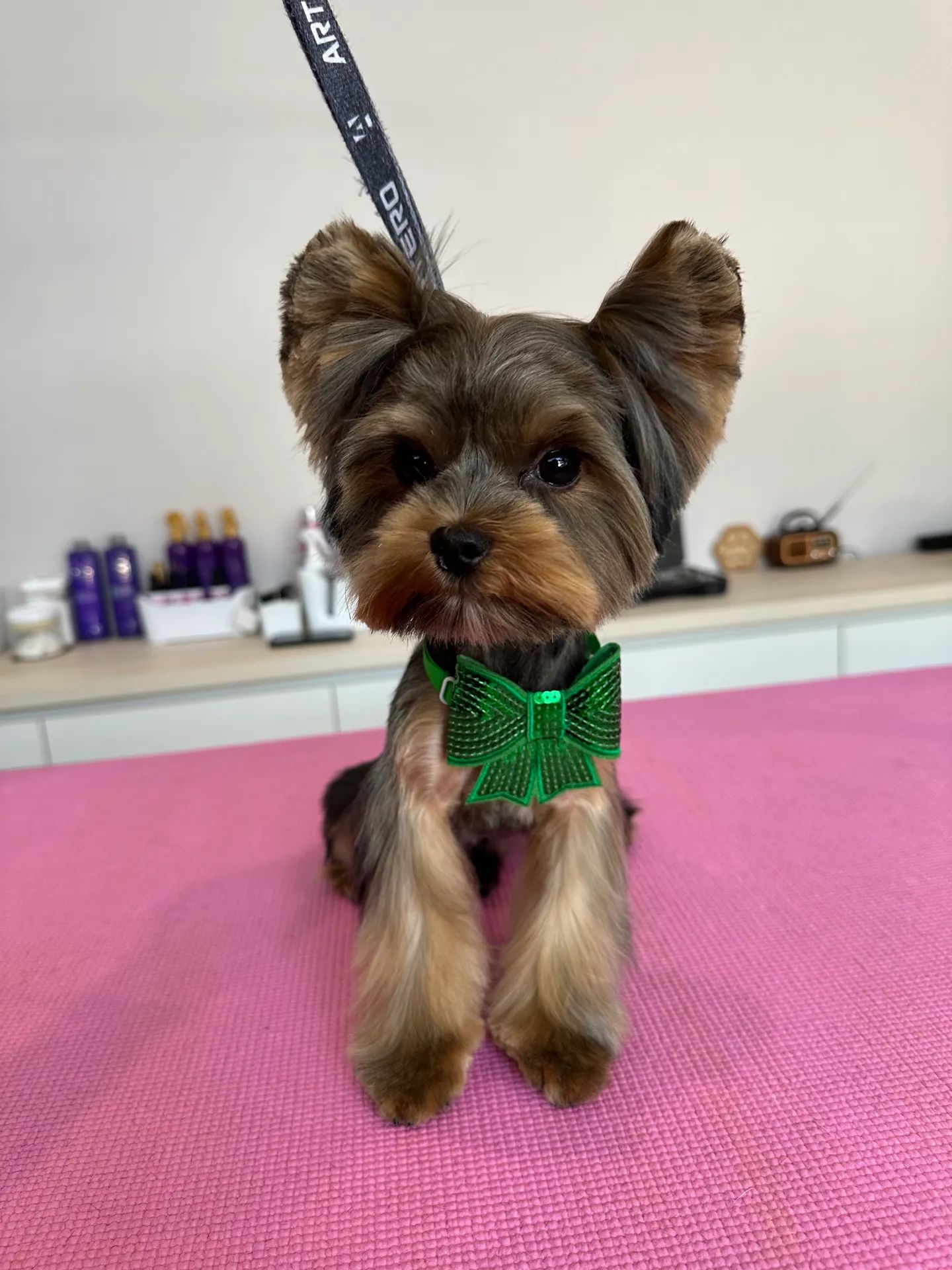 Cão após sessão de banho e tosquia em São Mamede de Infesta, Porto