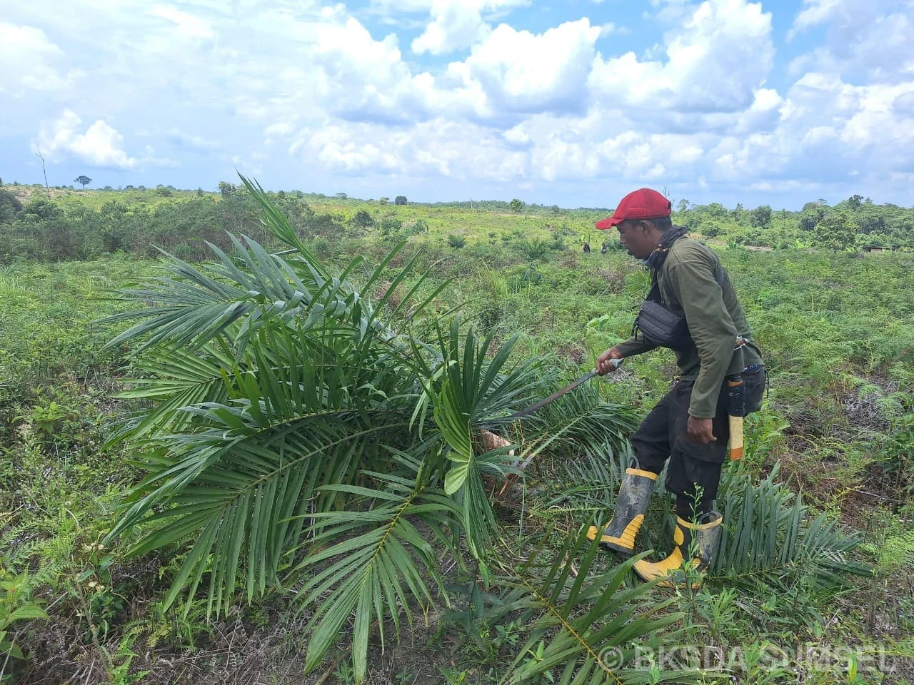 Patroli Eradikasi Tanaman Eksotis Berpotensi Invasif di Kawasan SM Dangku