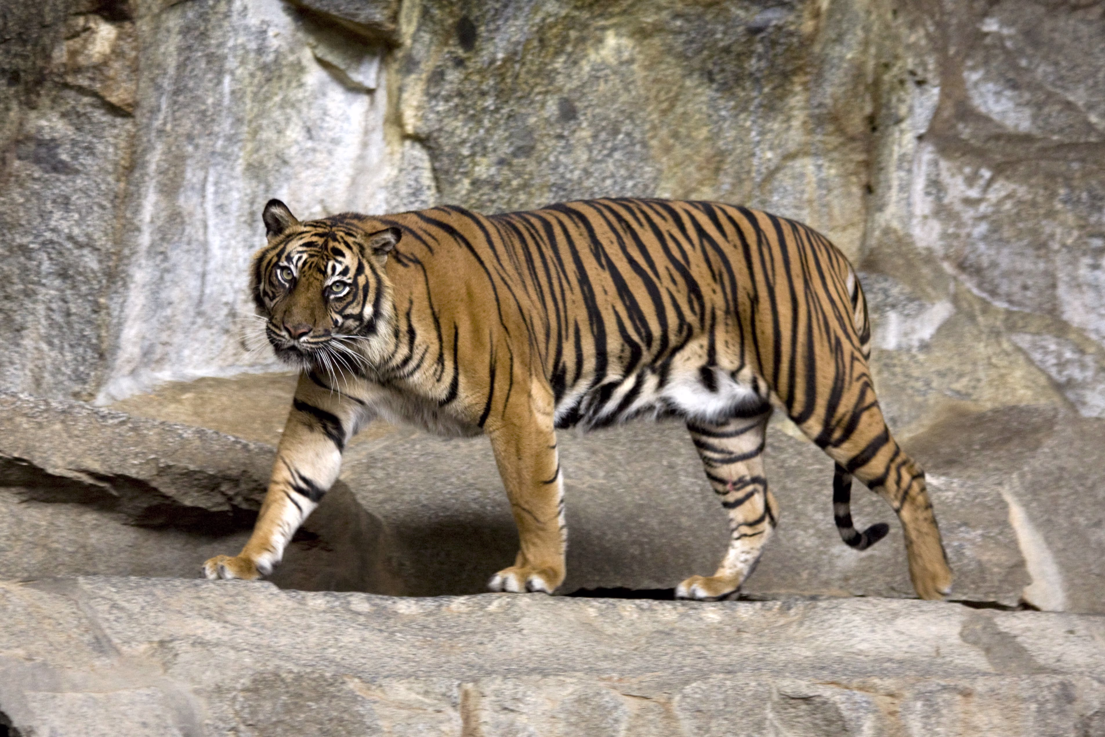 Harimau Sumatera