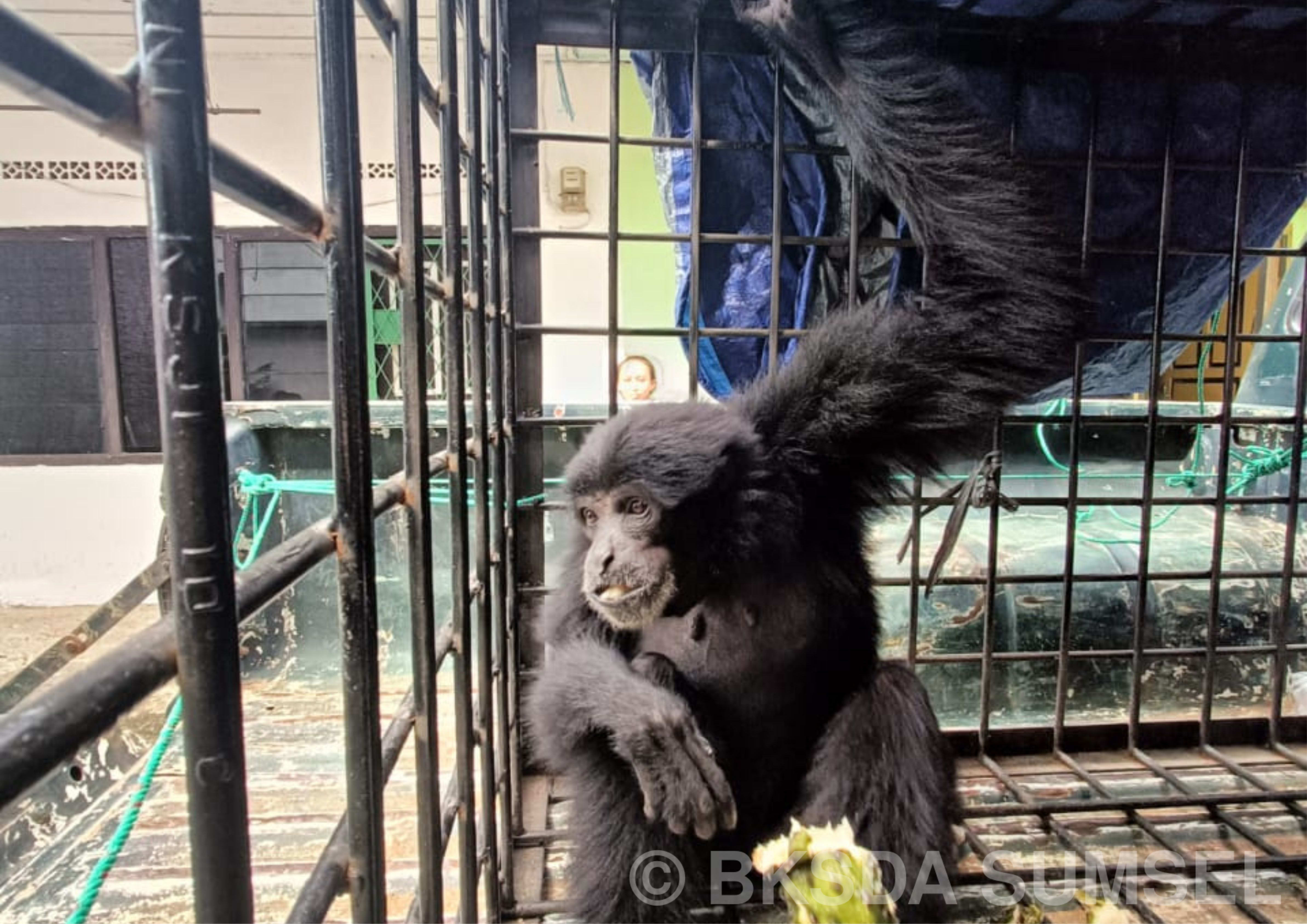 EVAKUASI SIAMANG (Symphalangus syndactylus)  DI LUBUK LINGGAU