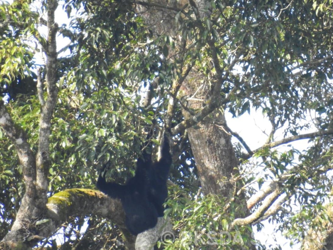 MAMALIA GUNUNG RAYA