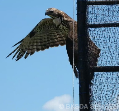 Road To HKAN 2023: BKSDA Sumsel Lepasliarkan Empat Individu Satwa Liar dan Tanam Pohon di SM Padang Sugihan
