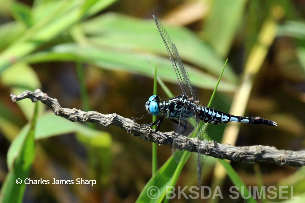 MENGENAL CAPUNG TWA GUNUNG PERMISAN