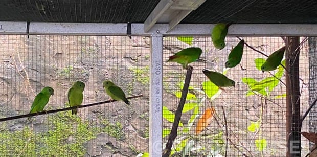 SERAH TERIMA BARANG BUKTI TINDAK PIDANA JUAL BELI SATWA DILINDUNGI, APRI DIDAKWA 10 BULAN PENJARA