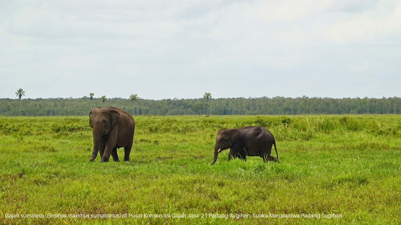 Gambar untuk Perizinan Masuk Kawasan (Simaksi)