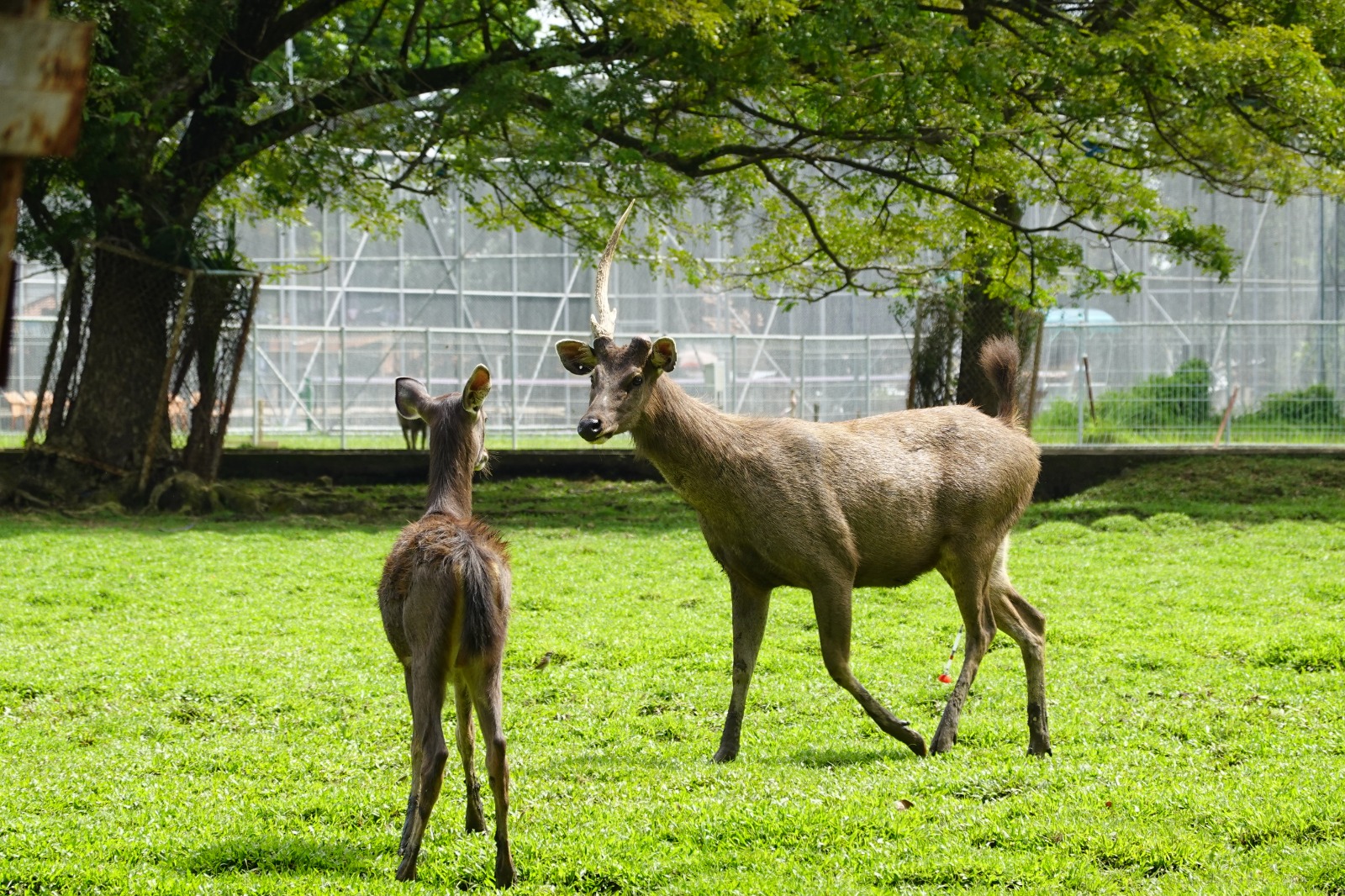 Gambar untuk Perizinan Tumbuhan dan Satwa Liar