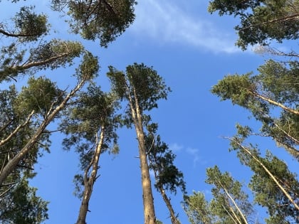 Жаркая летняя погода не собирается уходить из Марий Эл