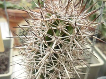 Сотрудники Ботанического сада Йошкар-Олы рассказали зачем кактусу колючки