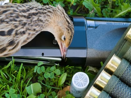 Эпидемиологи Марий Эл рассказали охотникам как обращаться с подстреленной дичью